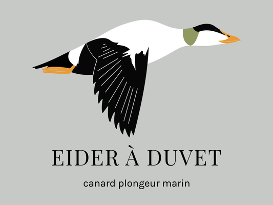 Chandail ~ Eider à duvet
